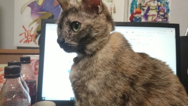 猫