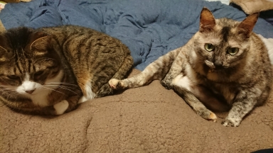 猫