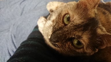 猫