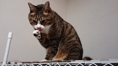 猫
