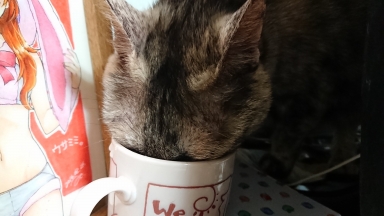 猫