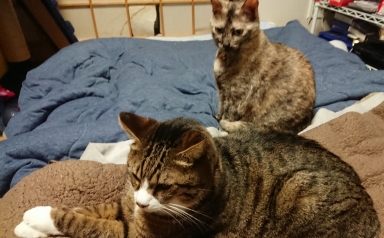猫