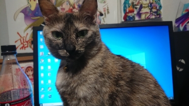 猫