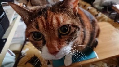 猫