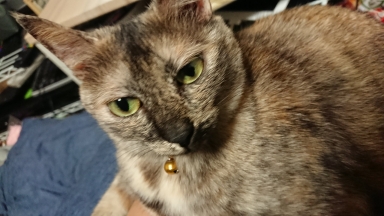 猫