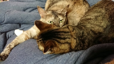 猫