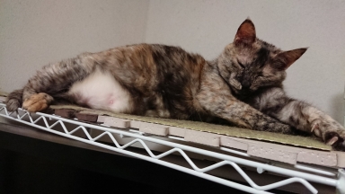 猫