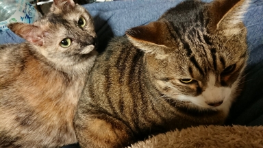 猫
