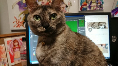 猫