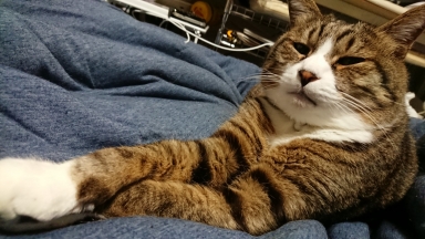 猫