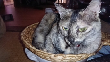 猫