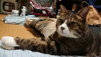 猫