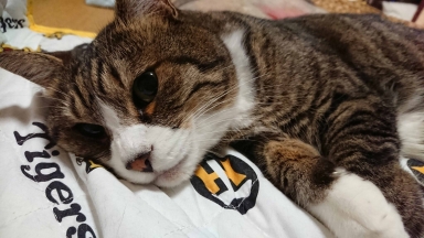 猫