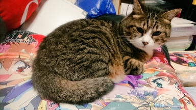 猫