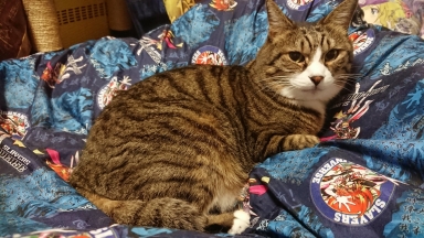 猫