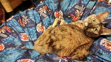 猫