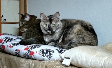 猫