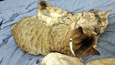 猫