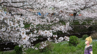 桜