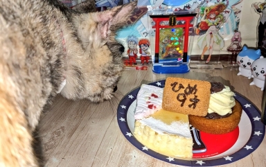 猫
