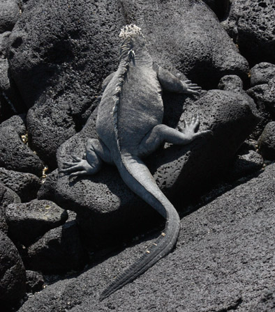 m-iguana5