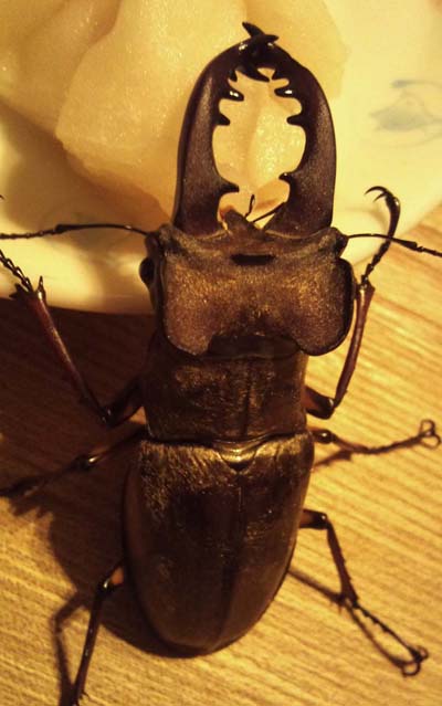 Lucanus
