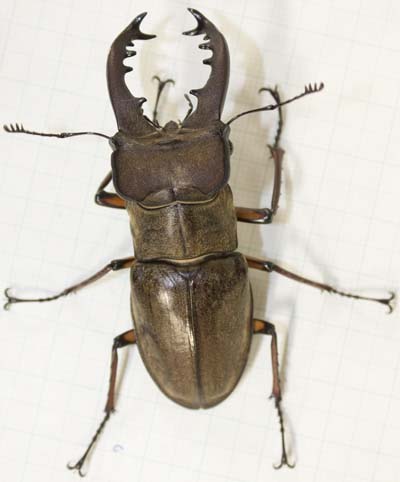 Lucanus02