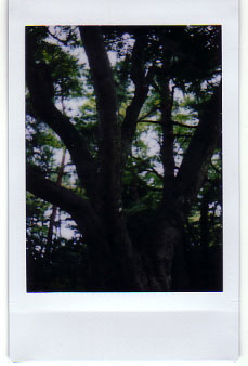 兼六園の樹