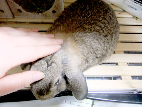 なでなでまろん