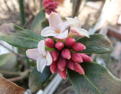 沈丁花
