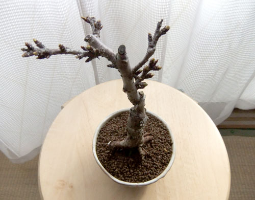桜の盆栽