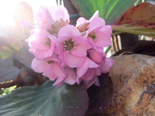 ぴんくの花