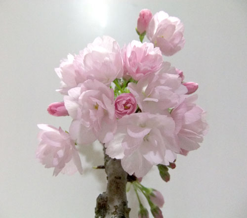 桜盆栽・満開
