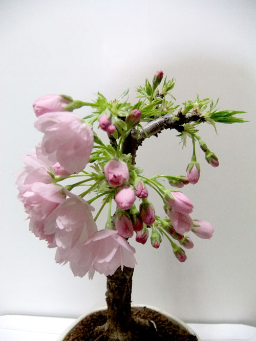 桜盆栽・横