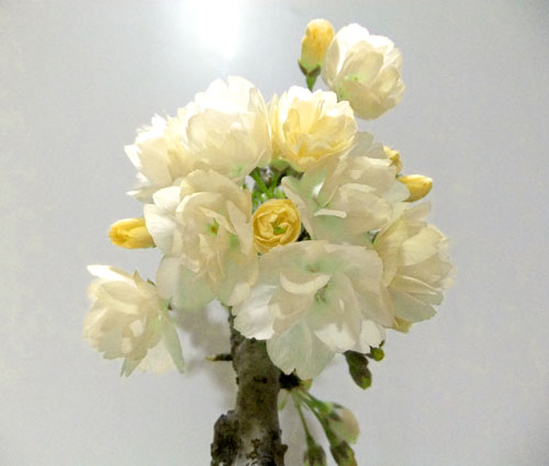 黄色桜