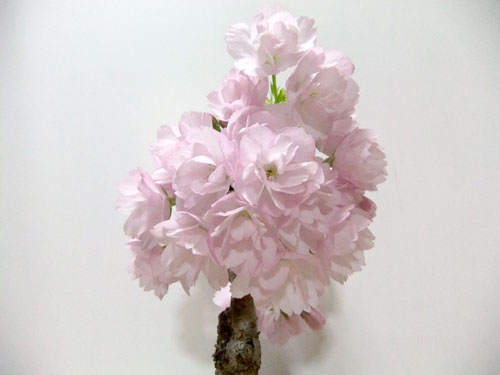 桜盆栽