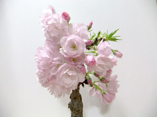 桜盆栽