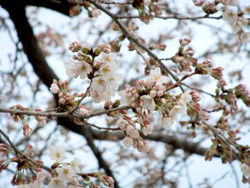 瀬の上小学校桜