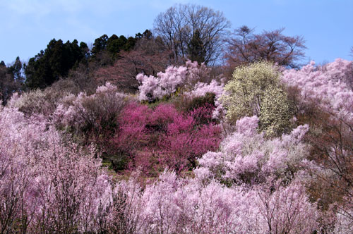 花見山