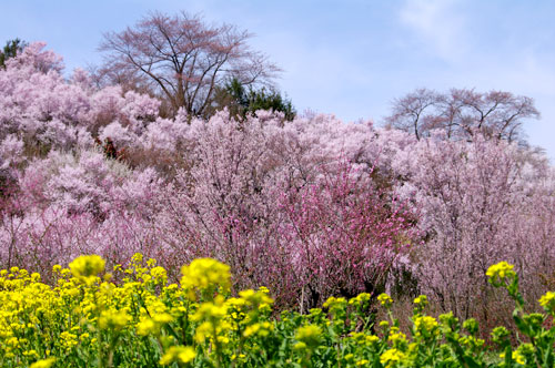花見山