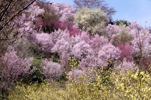 花見山