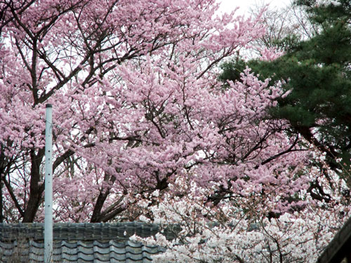 青柳神社・桜(玄関前より)