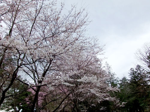 青柳神社・桜
