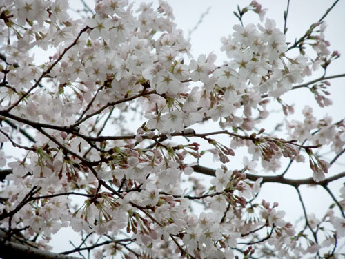 青柳神社・桜アップ