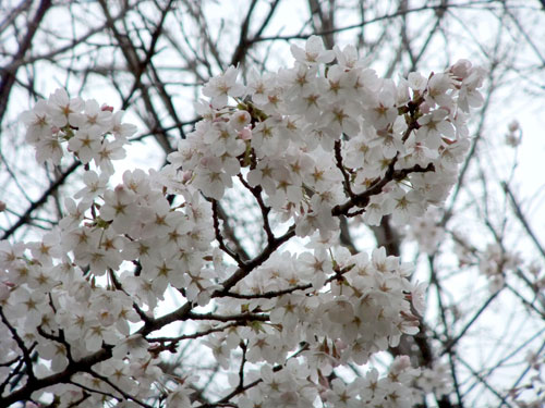 青柳神社・桜アップ