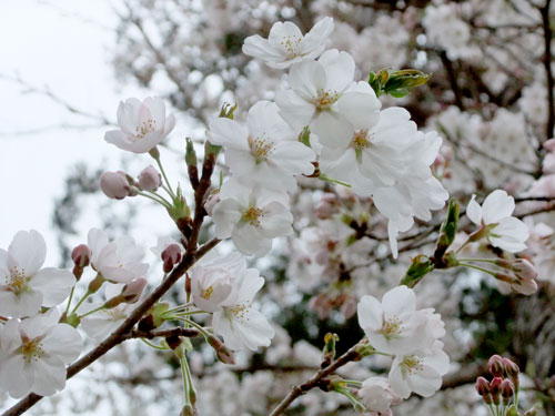 青柳神社・桜アップ