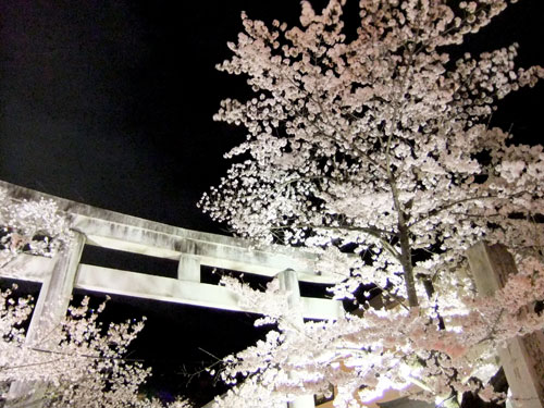 信夫山夜桜
