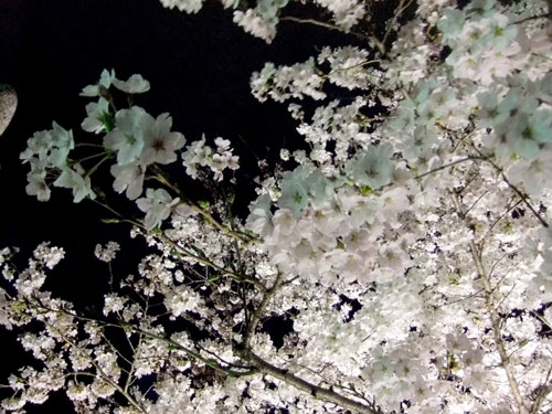 信夫山夜桜