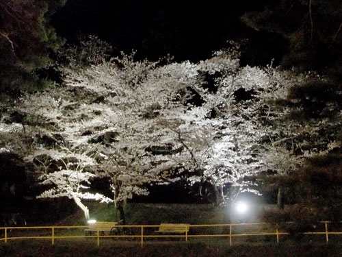 信夫山夜桜