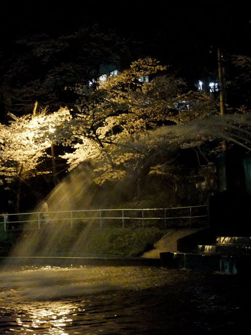 信夫山夜桜